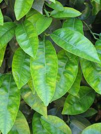              Shade leaves (Riverside, CA)       