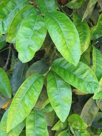              Shade leaves (Riverside, CA)       