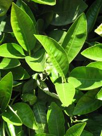              Sun leaves (Riverside, CA)       