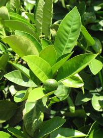              Sun leaves (Riverside, CA)       