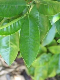            Unifoliolate leaf (Riverside, CA)   