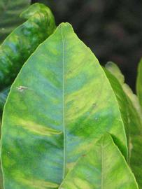              Margin (Riverside, CA)       