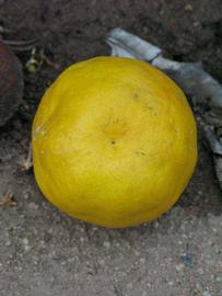            Fruit (Riverside, CA)   