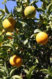              Fruit (Riverside, CA)       