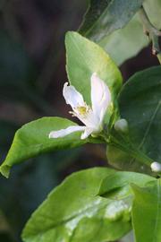              Flower (Riverside, CA)       