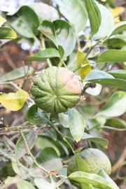            Immature fruit (Riverside, CA)   