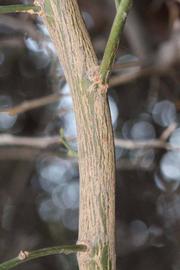              Second - third year twig (Riverside, CA)       