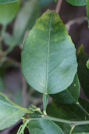            Unifoliolate leaf (Riverside, CA)   