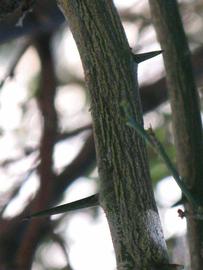              Second - third year twig of  Citrus reticulata     var.  austera   x  Poncirus trifoliata           (Citrandarin, Riverside, CA)       
