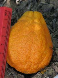            Fruit of  Citrus reticulata   var.    austera   x  Poncirus trifoliata           (Citrandarin, Riverside, CA)   
