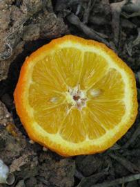            Fruit cross-section of  Citrus reticulata     var.  austera   x  Poncirus trifoliata           (Citrandarin, Riverside, CA)   