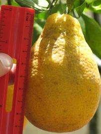              Fruit of  Citrus  x  georgiana        (Citrangequat hybrid, Winter Haven, FL)       