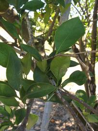           Shade leaves (Winter Haven, FL)   
