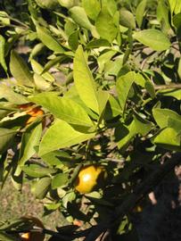            Sun leaves (Winter Haven, FL)   