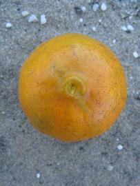              Fruit (Winter Haven, FL)       