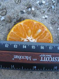              Fruit cross-section (Winter Haven, FL)       