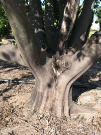            Bark (Winter Haven, FL)      