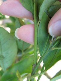            First year twig (Winter Haven, FL)   