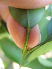              Petiole (Winter Haven, FL)       