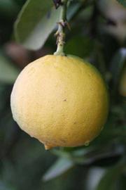              Fruit of  Citrus excelsa        (Nestour, Riverside,   CA)       