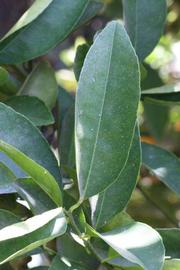             Unifoliolate leaf of  Citrus excelsa          (Nestour,   Riverside, CA)       