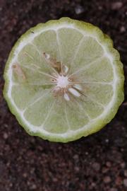              Fruit cross-section (Riverside, CA)       