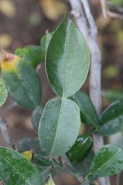              Unifoliolate leaf of  Citrus   ichangensis          (Ichang,   Riverside, CA)       
