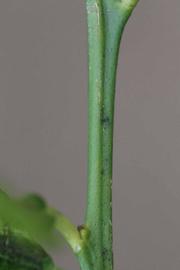              First year twig (Riverside, CA)       