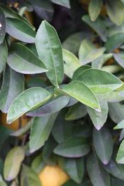            Sun leaves (Riverside, CA)   