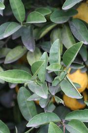            Sun leaves (Riverside, CA)   