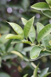            Sun leaves (Riverside, CA)   