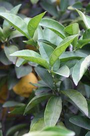            Sun leaves (Riverside, CA)   