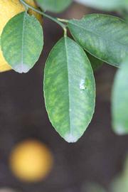              Unifoliolate leaf (Riverside, CA)       