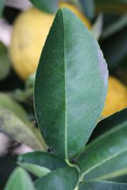              Unifoliolate leaf (Riverside, CA)       