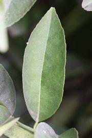              Unifoliolate leaf (Riverside, CA)       