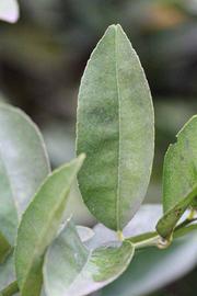              Unifoliolate leaf (Riverside, CA)       