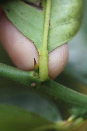              Petiole (Riverside, CA)       