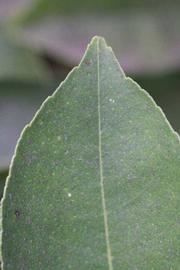              Margin (Riverside, CA)       