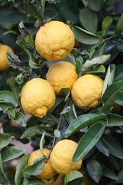            Fruit (Riverside, CA)   