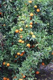              Habit (Riverside, CA)       