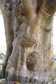              Bark (Riverside, CA)       