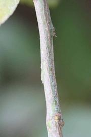              Second - third year twig (Riverside, CA)       