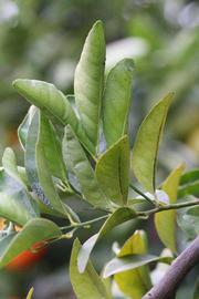            Sun leaves (Riverside, CA)   