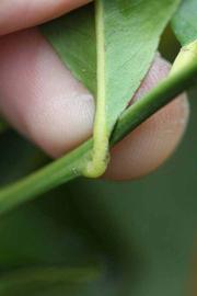              Petiole (Riverside, CA)       