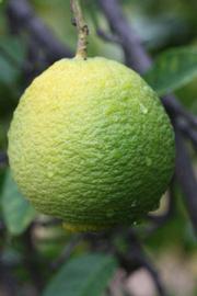              Fruit of  Citrus macrophylla        (Alemow, Riverside,   CA)       