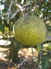            Fruit of  Citrus neoaurantium      (Tosu, Winter   Haven, FL)   