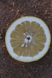              Fruit cross-section (Riverside, CA)       