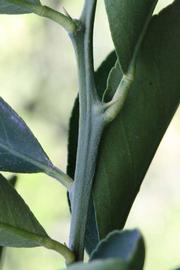            First year twig (Riverside, CA)   