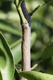              Second - third year twig (Riverside, CA)       