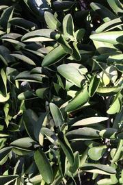              Sun leaves (Riverside, CA)       